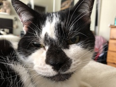 Show me your favourite pictures of your cats