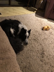 Adolescent Dog Survival thread anyone?