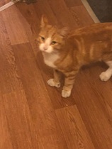 What's your DCat up to today? (Thread 7!)