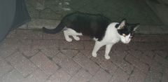 Skin and bones stray what can I do?