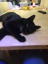 Are your pets employed?