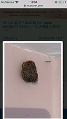 What the fuck is this in my house?