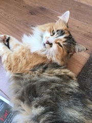 Show me your favourite pictures of your cats