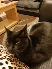 I'm being dictated to by a furball.