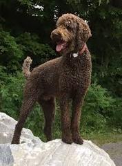To wonder why anyone would buy a puppy through gumtree or the like?