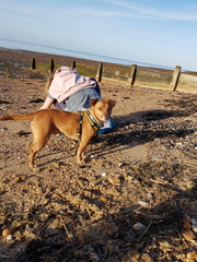 Who fancies sharing pics of their dogs?