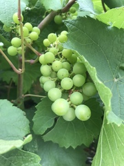 The dreaded conifer hedge - to remove or not?!
