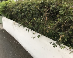 The dreaded conifer hedge - to remove or not?!