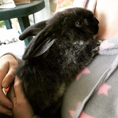 How much run space for two mini lop rabbits?