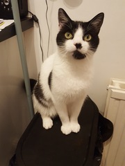 Show me your favourite pictures of your cats