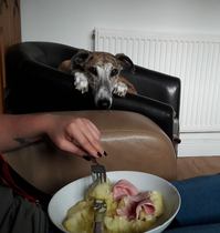 Are your pets employed?