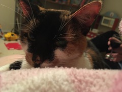 Anybody else living with an elderly adorable pita cat?