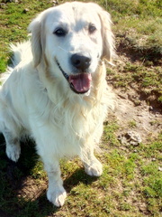 Who fancies sharing pics of their dogs?