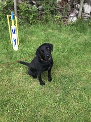 Labrador owners/experts. Please read...
