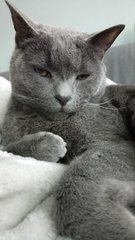 Is she a Russian Blue or have I been ripped off?