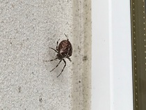 TRIGGER WARNING spider pictures.   Help please