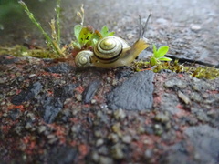 To feel so awful about treading on a snail just now?