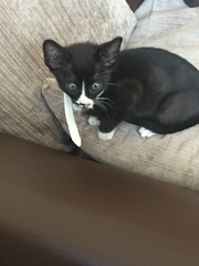 Advice for first time cat owner