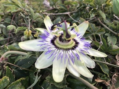 The dreaded conifer hedge - to remove or not?!