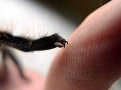 To say this is the biggest spider in the world WARNING spiders TRIGGER spiders