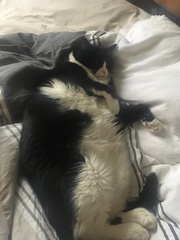 Are your pets employed?