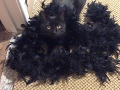 National Black Cat Day!