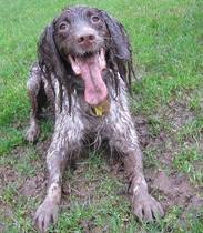 Who fancies sharing pics of their dogs?