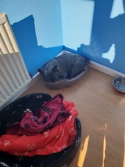 Who fancies sharing pics of their dogs?