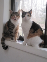 Show me your favourite pictures of your cats