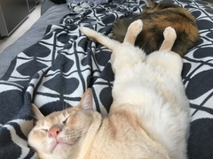 Show me your favourite pictures of your cats