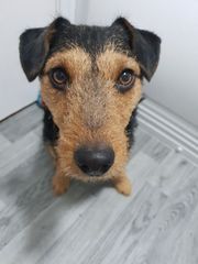 Who fancies sharing pics of their dogs?