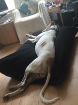 Greyhound questions