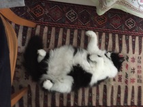 Look at this fine figure of a cat!