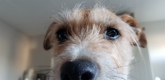 Are your pets employed?