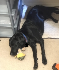 Labrador owners/experts. Please read...
