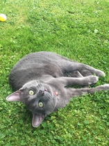 Is she a Russian Blue or have I been ripped off?