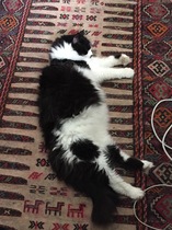 Look at this fine figure of a cat!