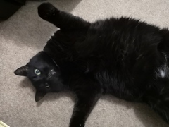 National Black Cat Day!