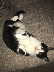 Oh dear my cat has got fat....