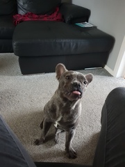 Who fancies sharing pics of their dogs?