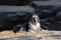 Who fancies sharing pics of their dogs?