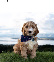 Are your pets employed?