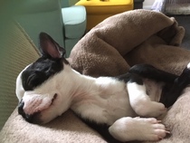 Who fancies sharing pics of their dogs?