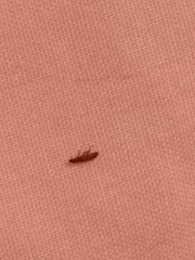 What is this??