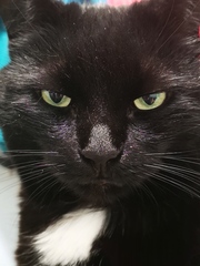 National Black Cat Day!