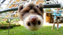 To ask what "emotional support animal" you would choose to bring on a plane (if allowed)