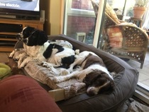 Are your pets employed?