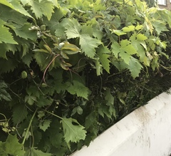 The dreaded conifer hedge - to remove or not?!