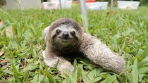 To ask what "emotional support animal" you would choose to bring on a plane (if allowed)