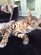 To ask you to talk to me about Bengal cats?